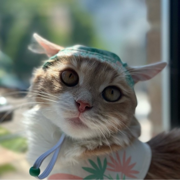 cat hat - Picture 8 of 8